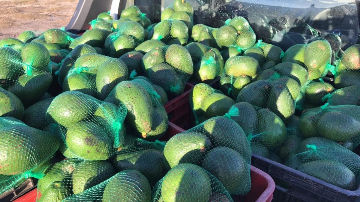 BAG of Avocado - Cape Town collection venues- Sunday 3rd May