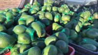 BAG of Avocado - Cape Town collection venues- Sunday 3rd May